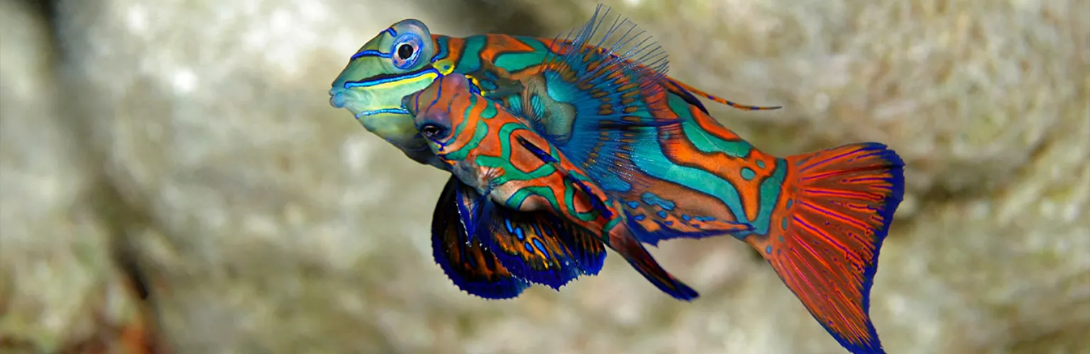 Mating Mandarin Fish couple by Gerald Novak in Palau